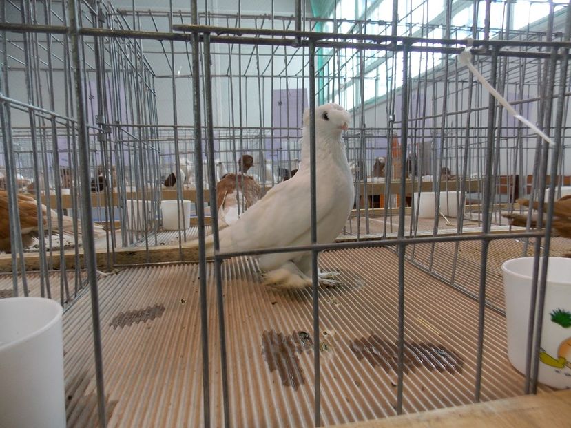  - EXPO-2018- HOBBY CENTRUM BRASOV