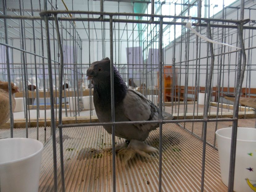  - EXPO-2018- HOBBY CENTRUM BRASOV