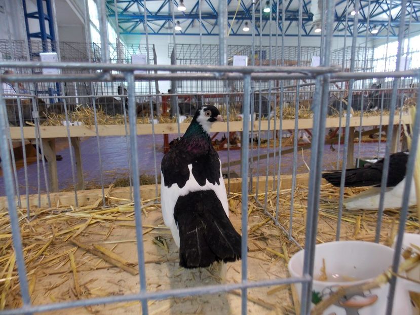  - EXPO-2018- HOBBY CENTRUM BRASOV