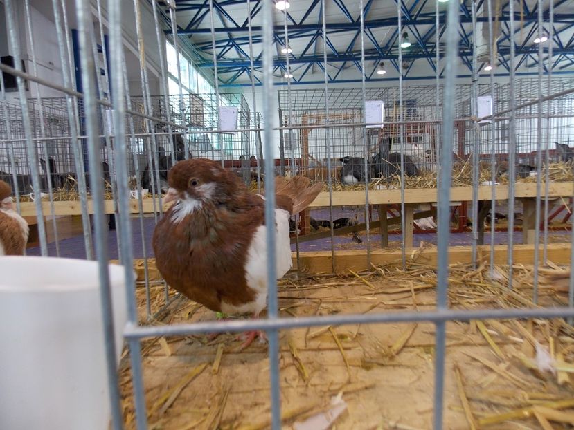  - EXPO-2018- HOBBY CENTRUM BRASOV