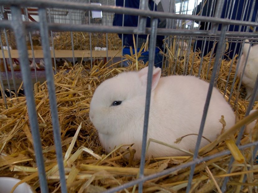  - EXPO-2018- HOBBY CENTRUM BRASOV