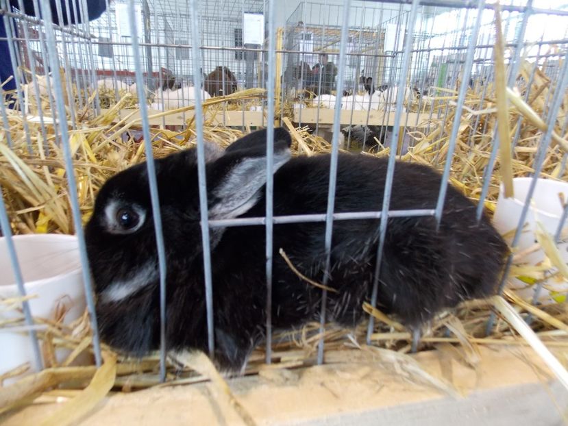  - EXPO-2018- HOBBY CENTRUM BRASOV