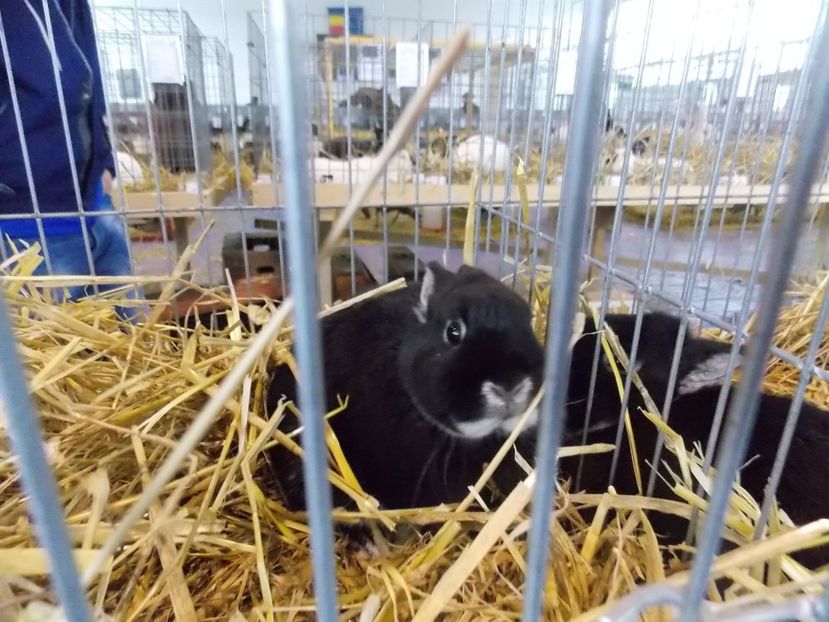  - EXPO-2018- HOBBY CENTRUM BRASOV