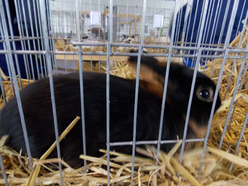  - EXPO-2018- HOBBY CENTRUM BRASOV