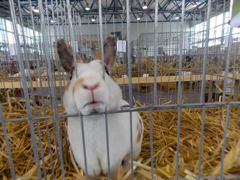  - EXPO-2018- HOBBY CENTRUM BRASOV