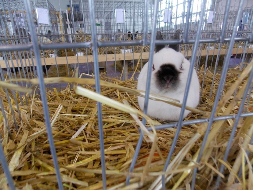  - EXPO-2018- HOBBY CENTRUM BRASOV