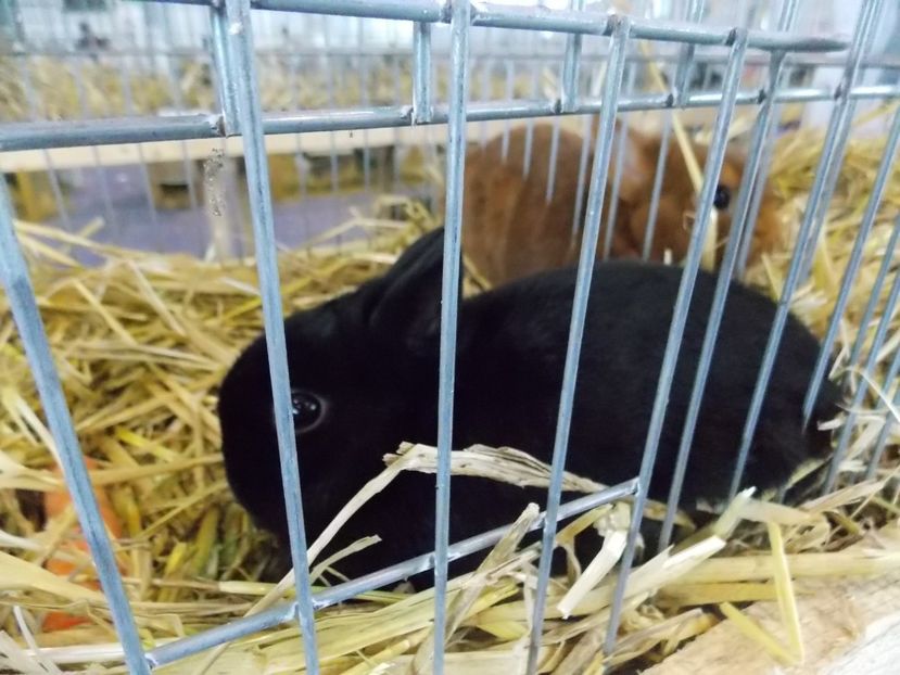  - EXPO-2018- HOBBY CENTRUM BRASOV