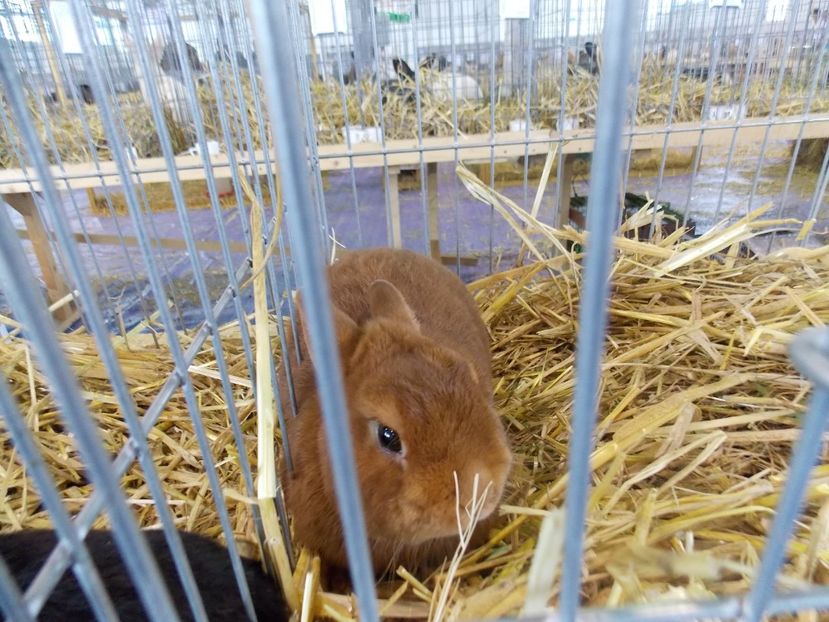  - EXPO-2018- HOBBY CENTRUM BRASOV