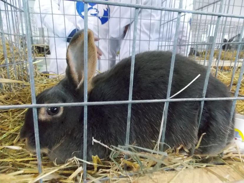  - EXPO-2018- HOBBY CENTRUM BRASOV