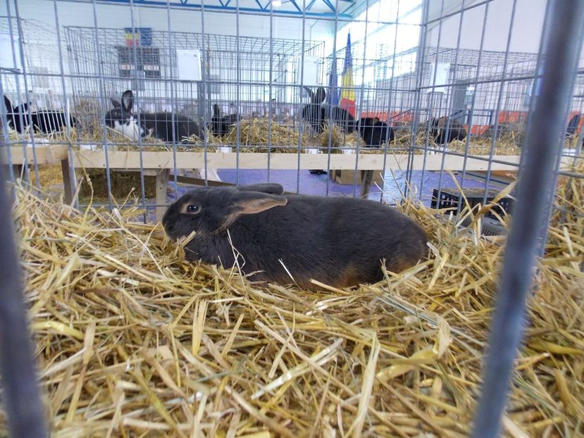  - EXPO-2018- HOBBY CENTRUM BRASOV