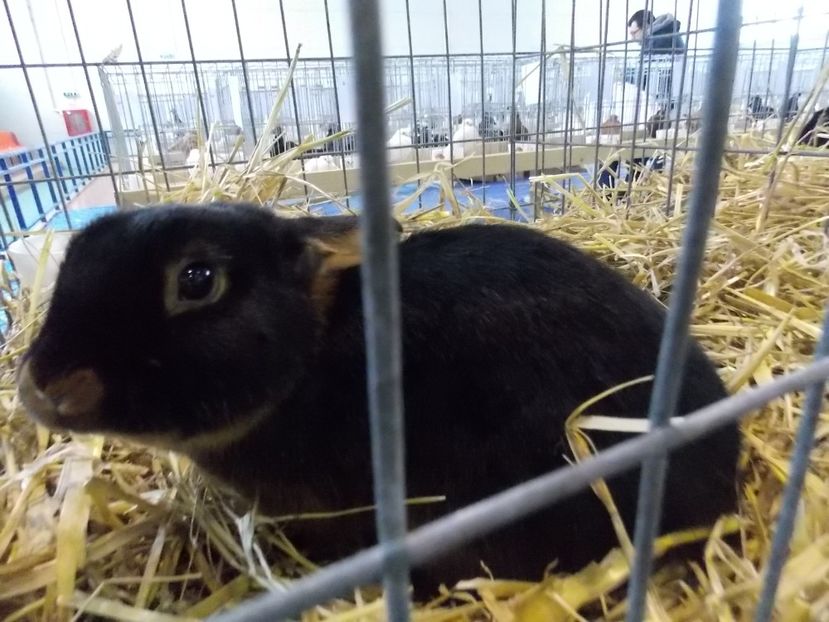  - EXPO-2018- HOBBY CENTRUM BRASOV