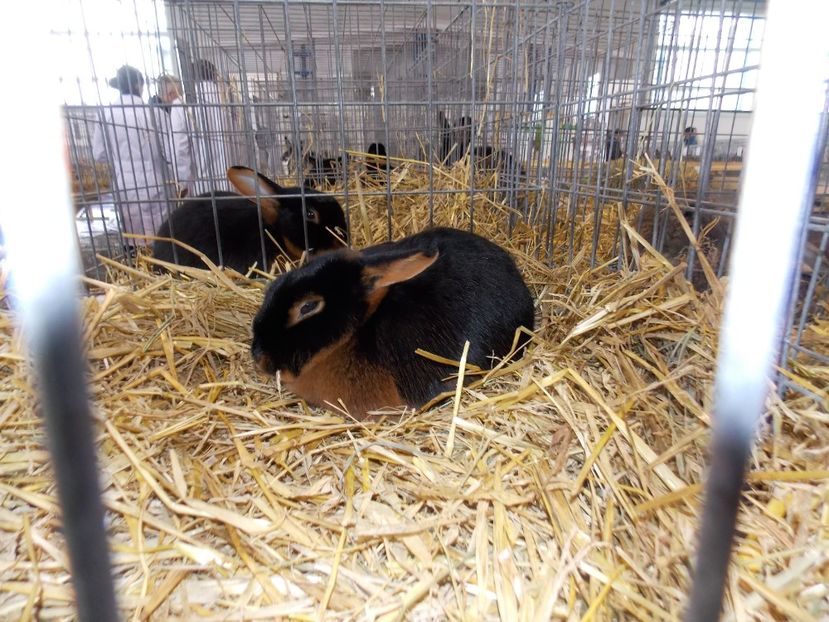  - EXPO-2018- HOBBY CENTRUM BRASOV