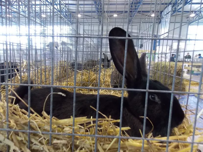  - EXPO-2018- HOBBY CENTRUM BRASOV