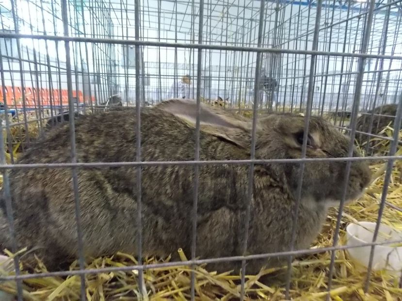  - EXPO-2018- HOBBY CENTRUM BRASOV