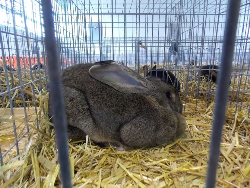  - EXPO-2018- HOBBY CENTRUM BRASOV