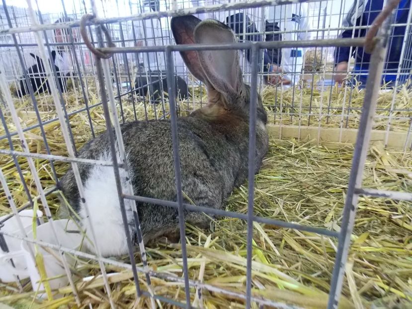  - EXPO-2018- HOBBY CENTRUM BRASOV