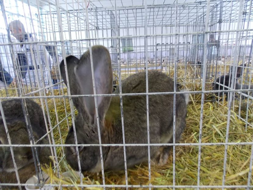  - EXPO-2018- HOBBY CENTRUM BRASOV