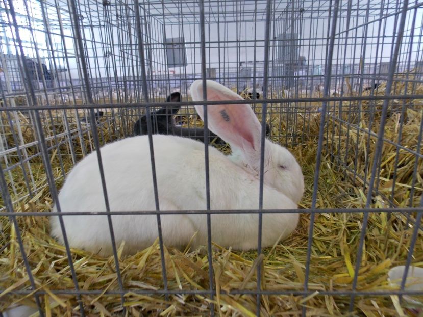  - EXPO-2018- HOBBY CENTRUM BRASOV