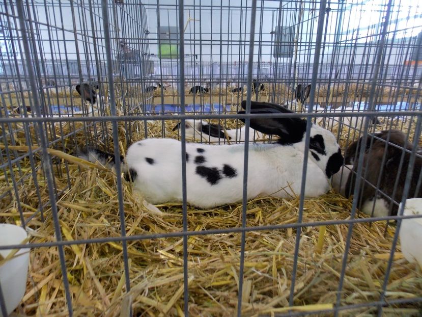  - EXPO-2018- HOBBY CENTRUM BRASOV