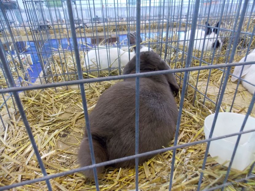  - EXPO-2018- HOBBY CENTRUM BRASOV