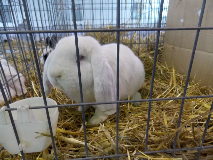  - EXPO-2018- HOBBY CENTRUM BRASOV