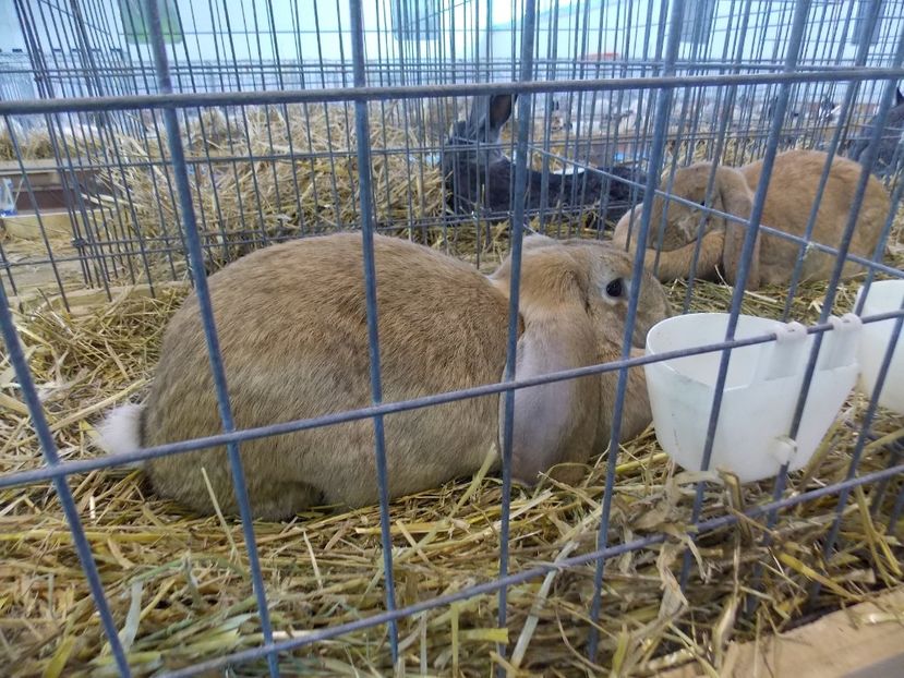  - EXPO-2018- HOBBY CENTRUM BRASOV