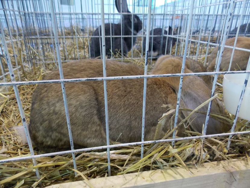  - EXPO-2018- HOBBY CENTRUM BRASOV