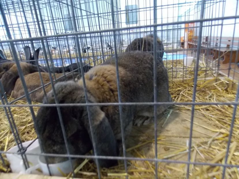  - EXPO-2018- HOBBY CENTRUM BRASOV