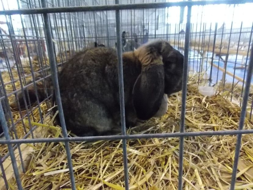  - EXPO-2018- HOBBY CENTRUM BRASOV