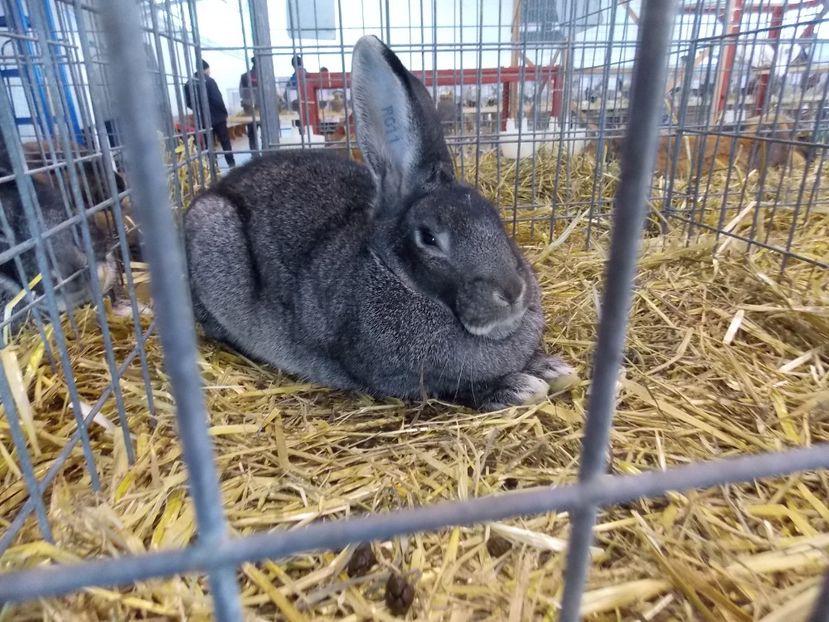  - EXPO-2018- HOBBY CENTRUM BRASOV