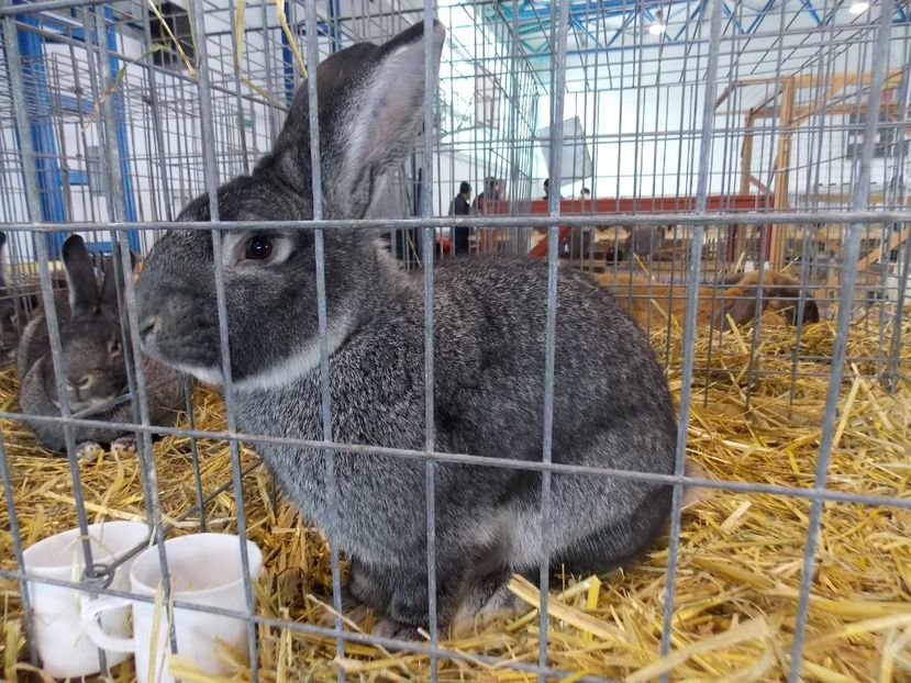  - EXPO-2018- HOBBY CENTRUM BRASOV