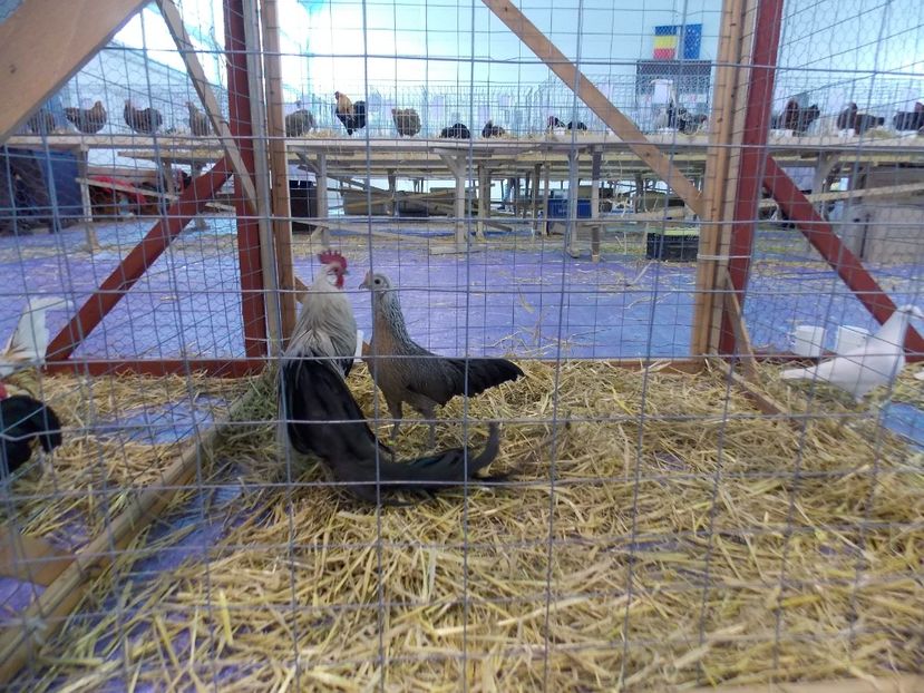  - EXPO-2018- HOBBY CENTRUM BRASOV