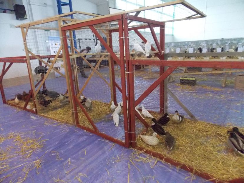  - EXPO-2018- HOBBY CENTRUM BRASOV