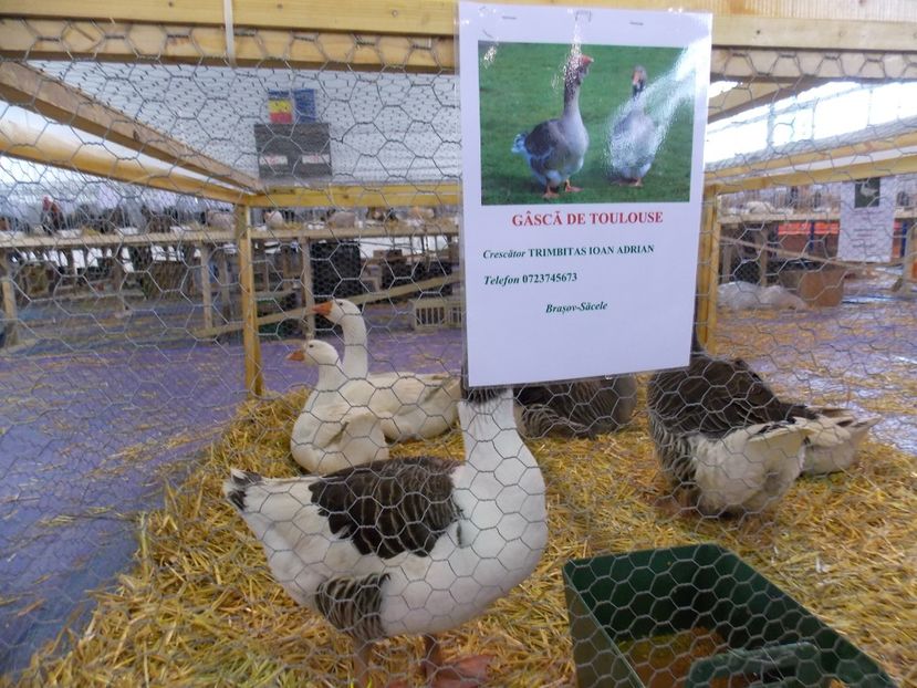  - EXPO-2018- HOBBY CENTRUM BRASOV