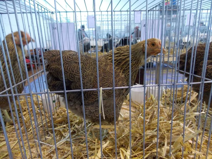  - EXPO-2018- HOBBY CENTRUM BRASOV
