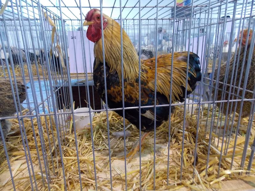  - EXPO-2018- HOBBY CENTRUM BRASOV