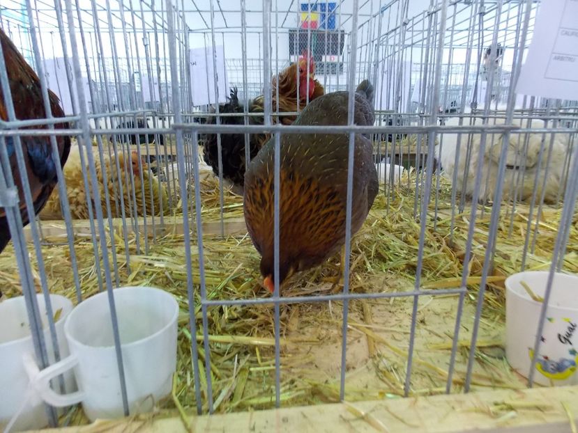 - EXPO-2018- HOBBY CENTRUM BRASOV