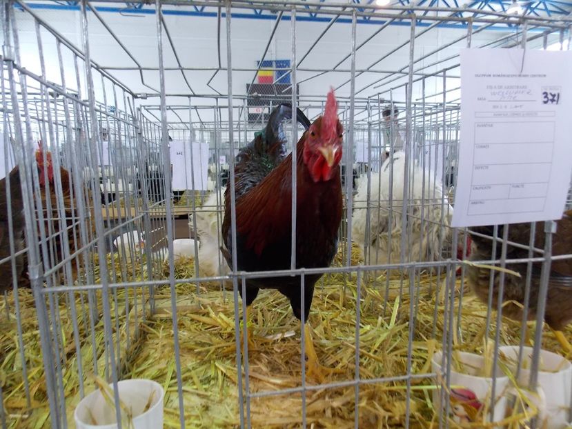  - EXPO-2018- HOBBY CENTRUM BRASOV