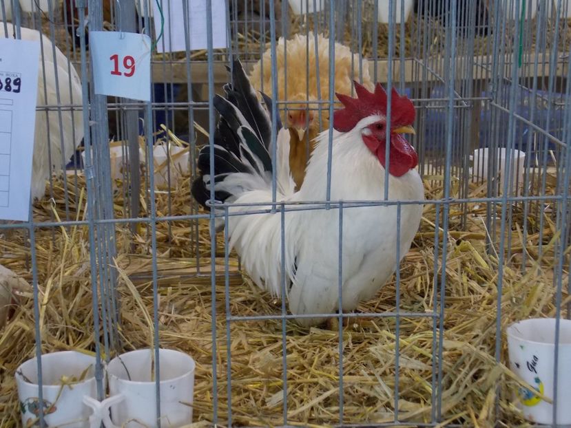  - EXPO-2018- HOBBY CENTRUM BRASOV