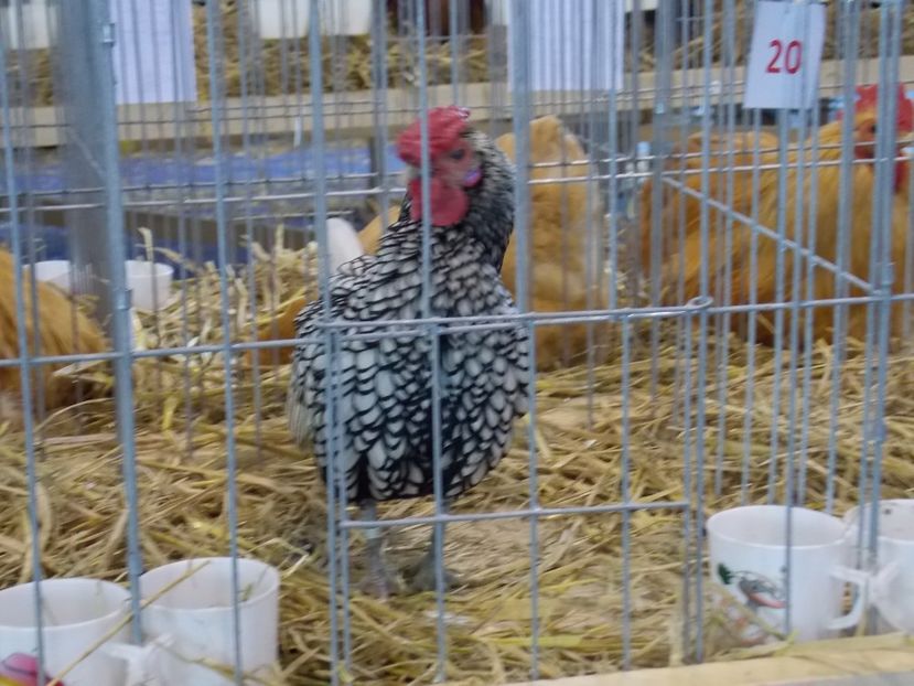 - EXPO-2018- HOBBY CENTRUM BRASOV