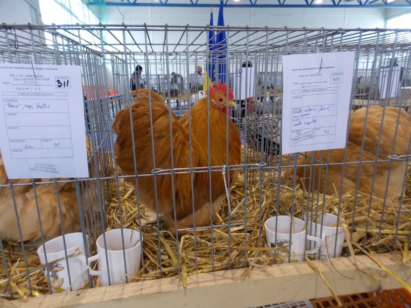  - EXPO-2018- HOBBY CENTRUM BRASOV