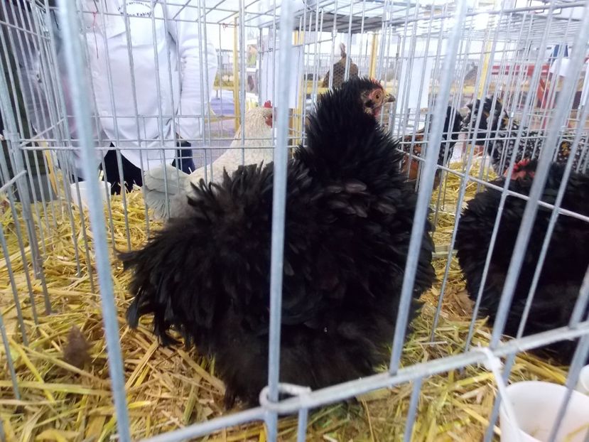  - EXPO-2018- HOBBY CENTRUM BRASOV