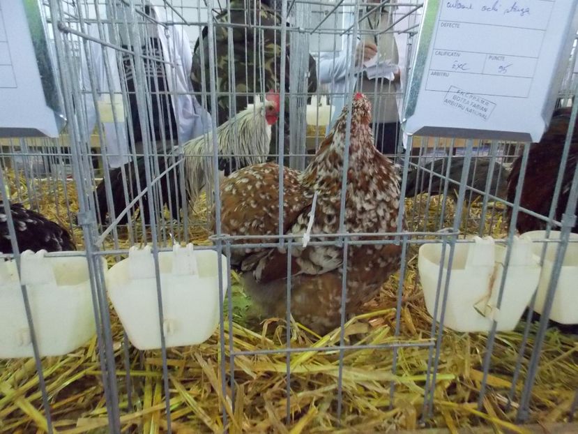  - EXPO-2018- HOBBY CENTRUM BRASOV