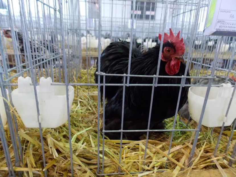  - EXPO-2018- HOBBY CENTRUM BRASOV