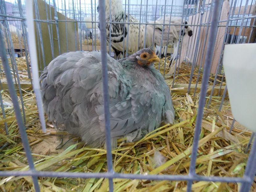  - EXPO-2018- HOBBY CENTRUM BRASOV