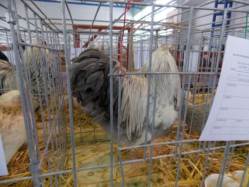  - EXPO-2018- HOBBY CENTRUM BRASOV