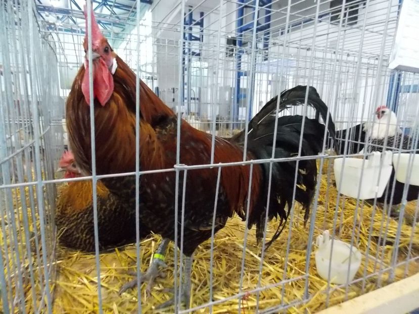  - EXPO-2018- HOBBY CENTRUM BRASOV