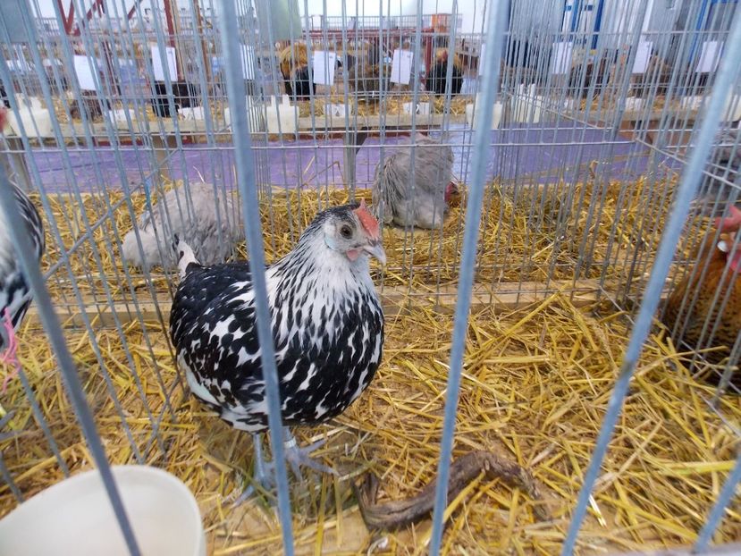  - EXPO-2018- HOBBY CENTRUM BRASOV