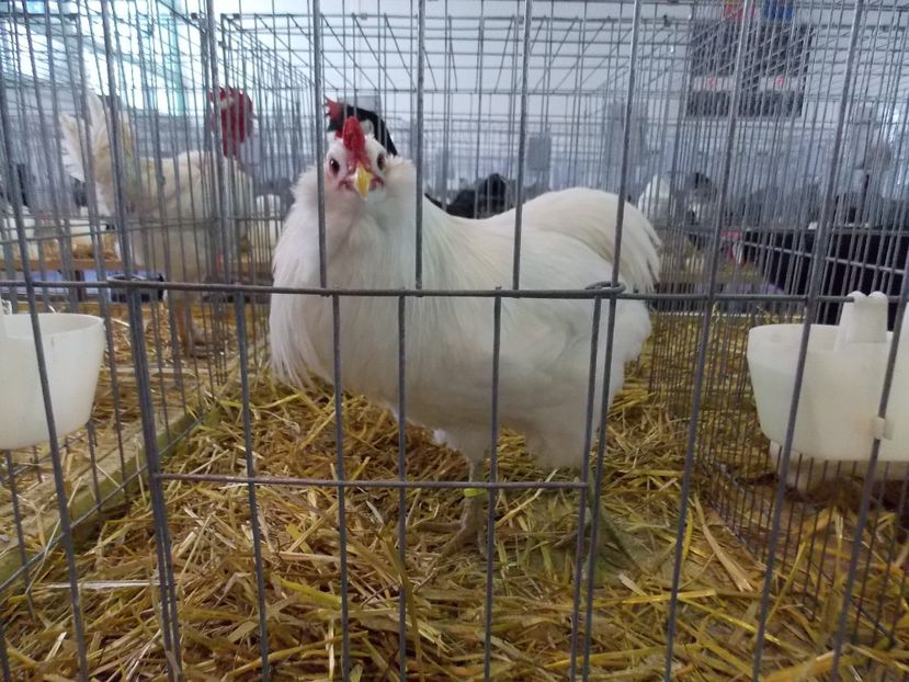  - EXPO-2018- HOBBY CENTRUM BRASOV