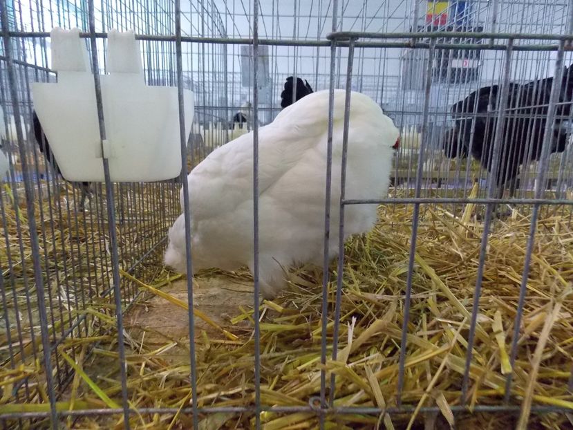  - EXPO-2018- HOBBY CENTRUM BRASOV